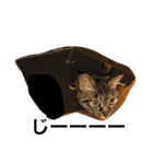 猫のねね（個別スタンプ：4）