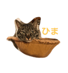 猫のねね（個別スタンプ：5）