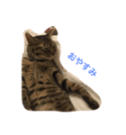 猫のねね（個別スタンプ：6）