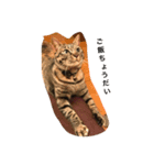 猫のねね（個別スタンプ：8）