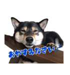 黒豆柴 ソル（個別スタンプ：2）