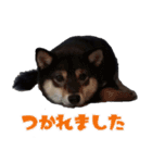 黒豆柴 ソル（個別スタンプ：3）