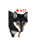 黒豆柴 ソル（個別スタンプ：7）