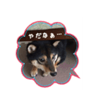 黒豆柴 ソル（個別スタンプ：10）