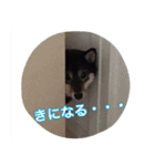 黒豆柴 ソル（個別スタンプ：11）