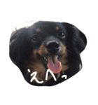 愛犬ぽこちゃん（個別スタンプ：1）