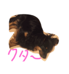 愛犬ぽこちゃん（個別スタンプ：3）