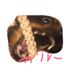 愛犬ぽこちゃん（個別スタンプ：4）