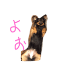 愛犬ぽこちゃん（個別スタンプ：5）