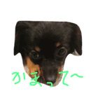 愛犬ぽこちゃん（個別スタンプ：6）