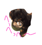 愛犬ぽこちゃん（個別スタンプ：7）