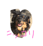 愛犬ぽこちゃん（個別スタンプ：8）