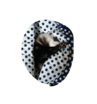 『フェレット』（個別スタンプ：6）