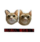 日常で使えるネコスタンプ（個別スタンプ：2）