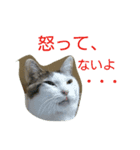 日常で使えるネコスタンプ（個別スタンプ：3）
