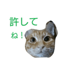 日常で使えるネコスタンプ（個別スタンプ：6）