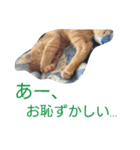 日常で使えるネコスタンプ（個別スタンプ：7）