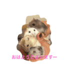 はむちゃんずと仲間たち（個別スタンプ：1）