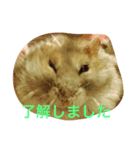 はむちゃんずと仲間たち（個別スタンプ：5）