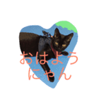 黒猫のくろまめちゃん（個別スタンプ：1）