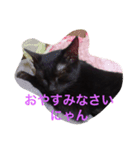 黒猫のくろまめちゃん（個別スタンプ：2）