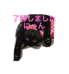黒猫のくろまめちゃん（個別スタンプ：3）