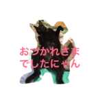 黒猫のくろまめちゃん（個別スタンプ：4）
