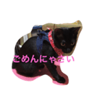 黒猫のくろまめちゃん（個別スタンプ：5）