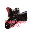 黒猫のくろまめちゃん（個別スタンプ：8）