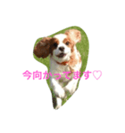 おはなたべます（個別スタンプ：1）
