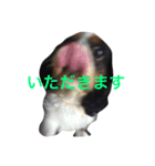 おはなたべます（個別スタンプ：4）