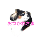 おはなたべます（個別スタンプ：5）