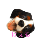 おはなたべます（個別スタンプ：8）