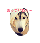 キャンちゃん（個別スタンプ：3）