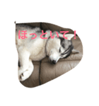 キャンちゃん（個別スタンプ：4）
