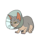 あびしにあん♀マロン（個別スタンプ：40）