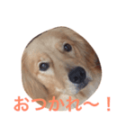 ゴールデンレトリバー ウェッちゃん（個別スタンプ：2）