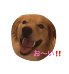 ゴールデンレトリバー ウェッちゃん（個別スタンプ：3）