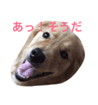 ゴールデンレトリバー ウェッちゃん（個別スタンプ：4）