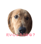 ゴールデンレトリバー ウェッちゃん（個別スタンプ：7）
