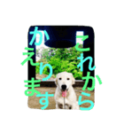 むぎちゃんと一緒（個別スタンプ：7）