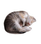 子猫です（個別スタンプ：1）