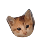 子猫です（個別スタンプ：2）
