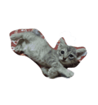 子猫です（個別スタンプ：3）