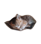 子猫です（個別スタンプ：4）