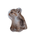 子猫です（個別スタンプ：5）