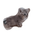 子猫です（個別スタンプ：6）