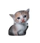 子猫です（個別スタンプ：7）