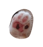 子猫です（個別スタンプ：8）