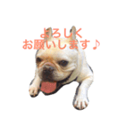 フレブル小太郎（個別スタンプ：5）